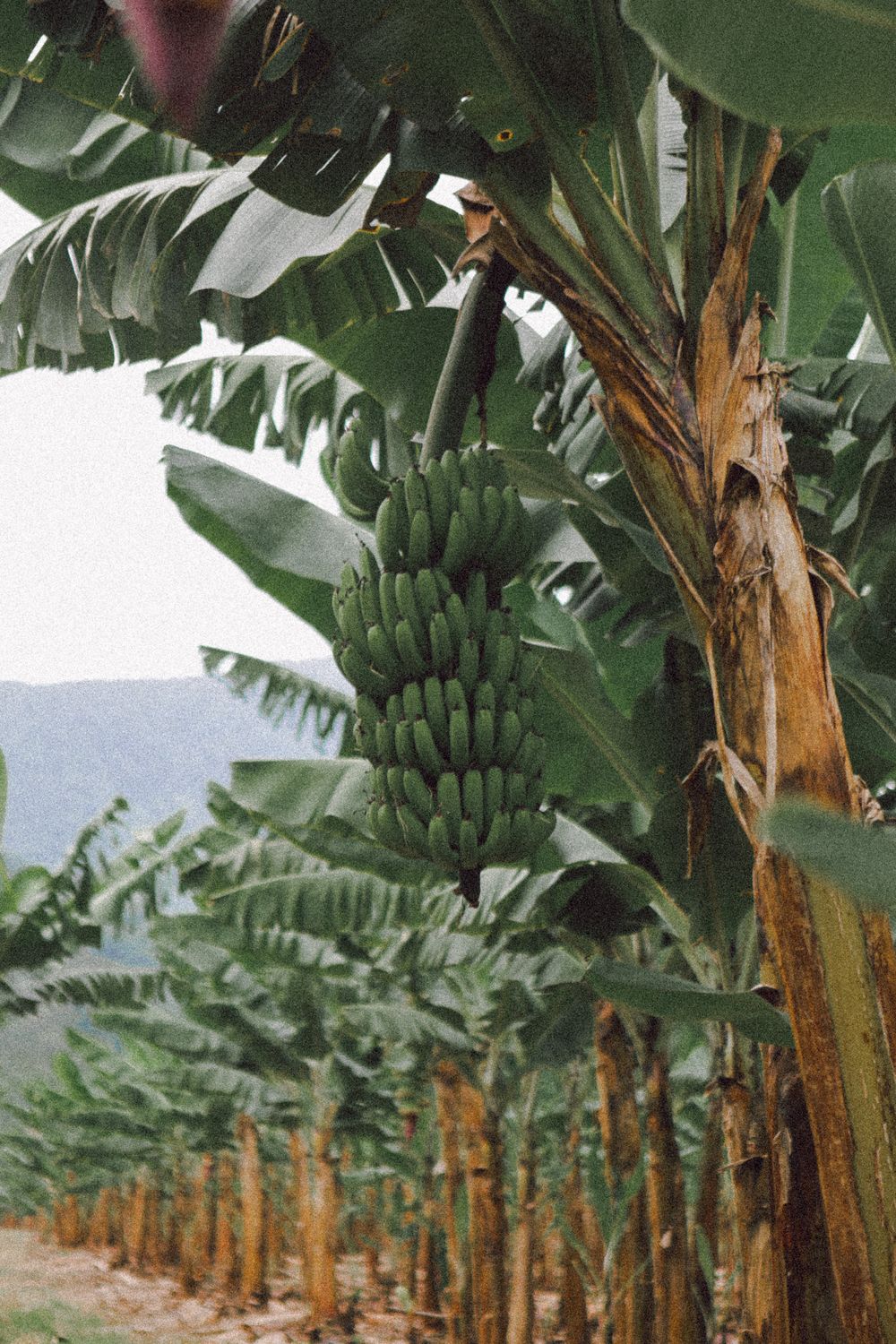 Banano