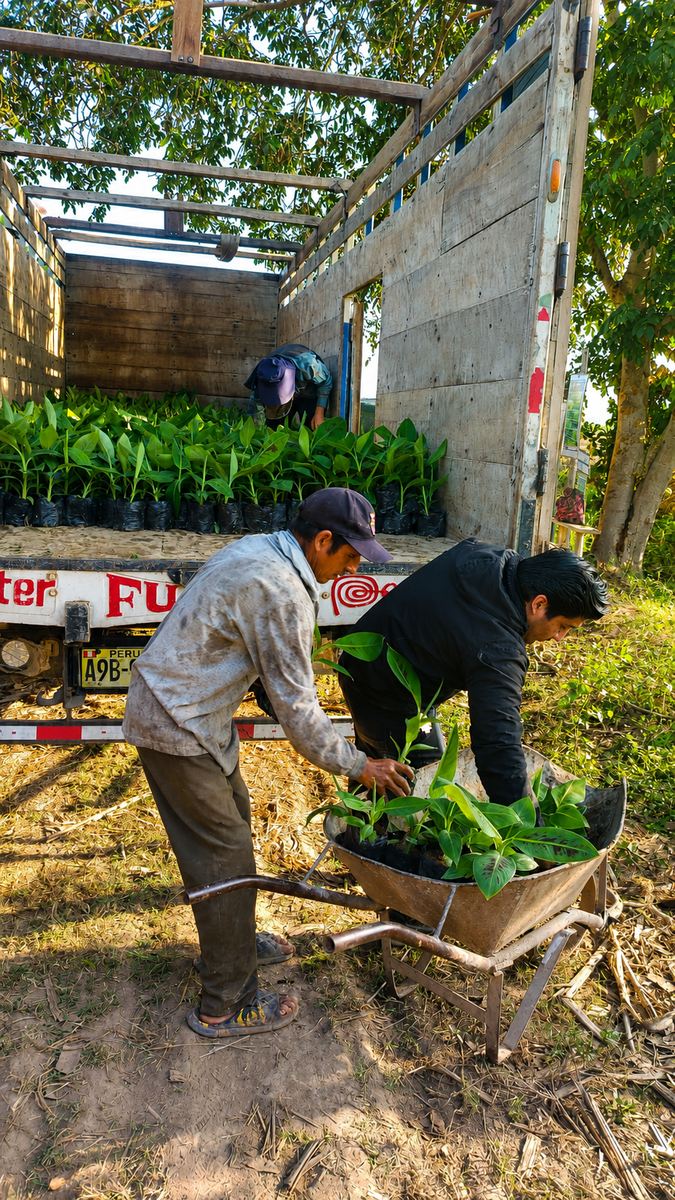 Trabajadores trasladando plantones de banano en carretilla junto al camión