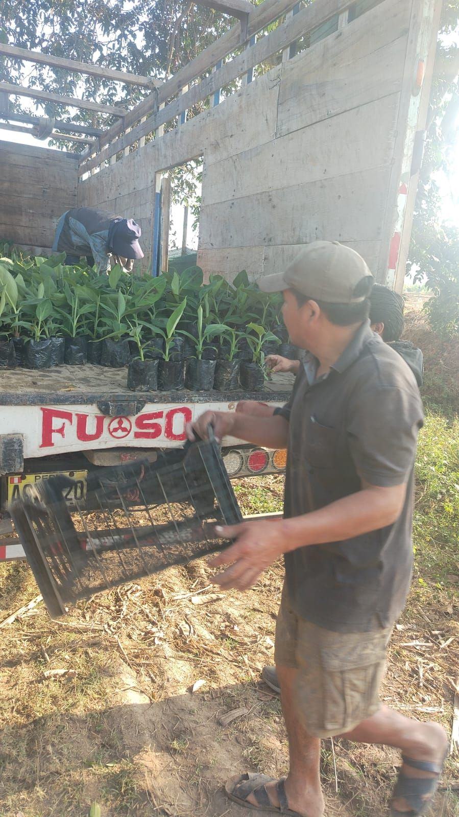 Productor trasladando cajas de plantones