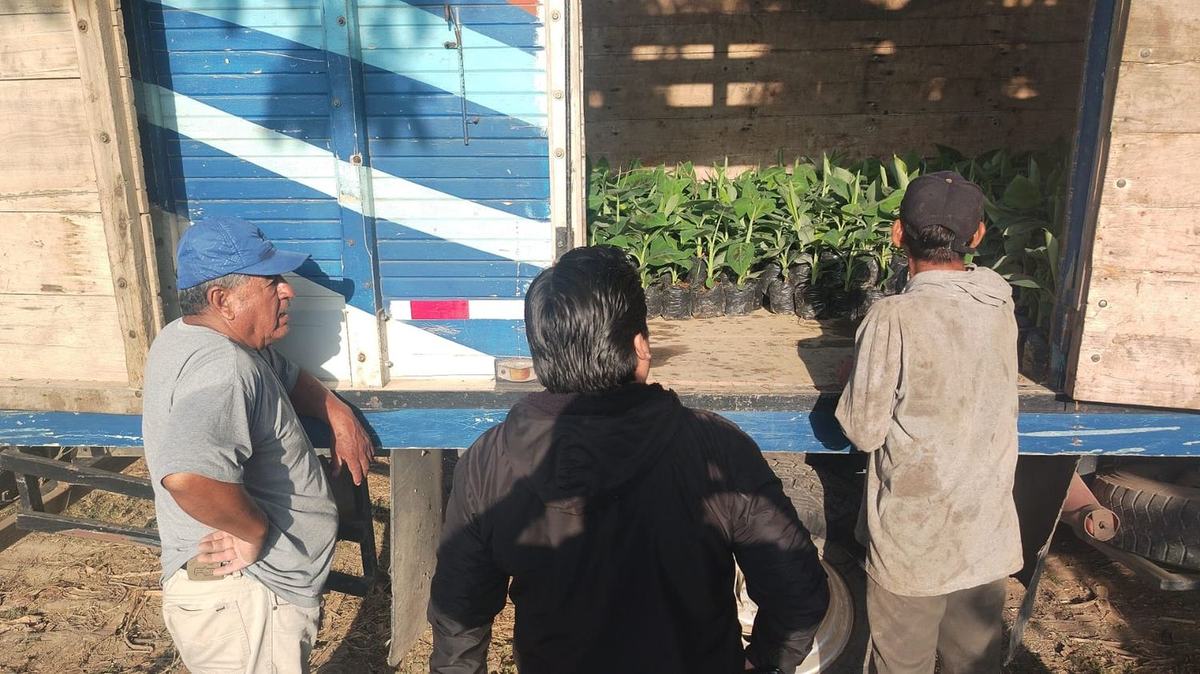 Equipo técnico y productores frente al camión con plantones de banano