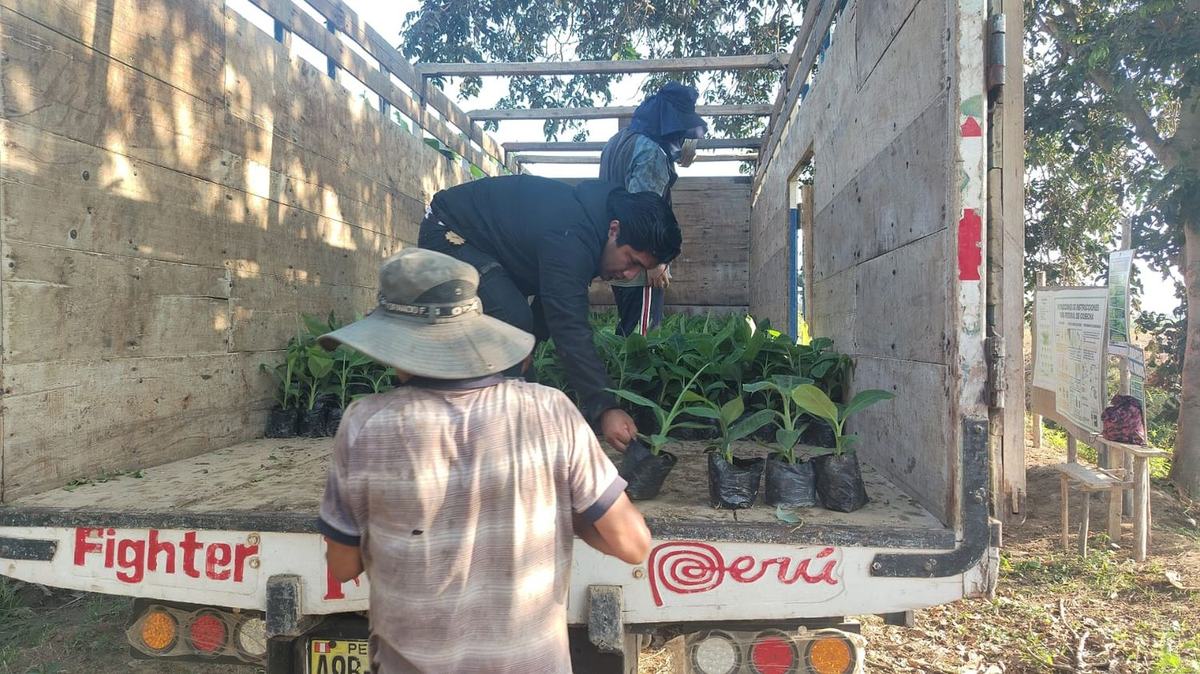 Reparto de plantones entre los productores asociados