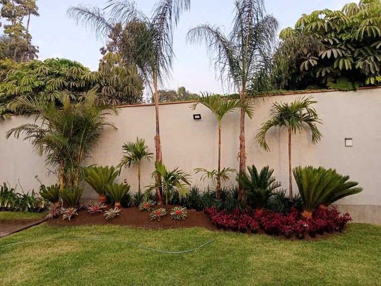 Jardín con palmeras y plantas de follaje rojo